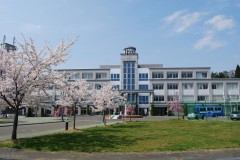 5号館前の桜