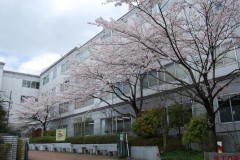 2号館脇の桜